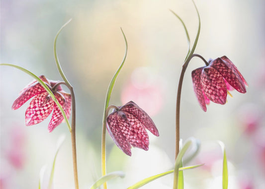 Snakes head Fritillary | Canvas