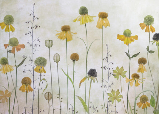 Helenium | Canvas