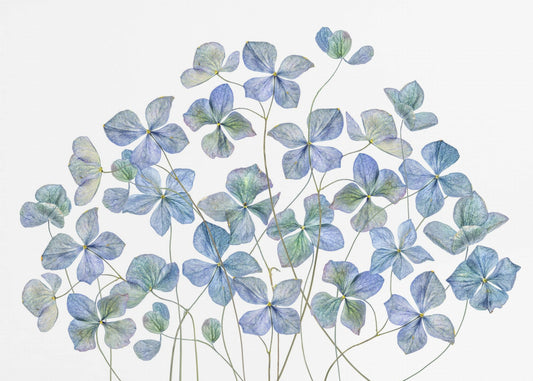 Hydrangea | Canvas