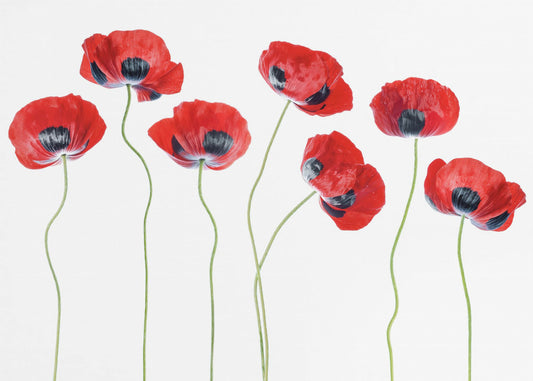 Ladybird Poppies | Canvas