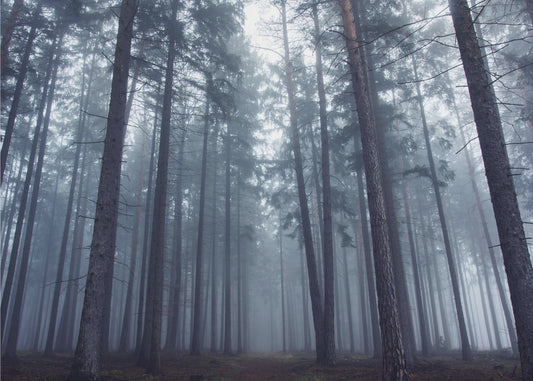 Geheimnisvoller Nebelwald. | Leinwand