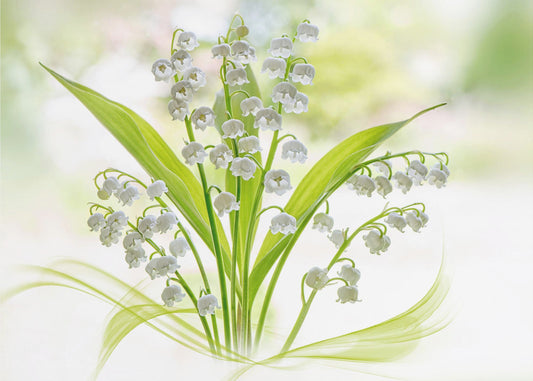 Lily of the valley | Poster