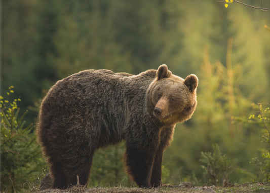 Von hinten beleuchteter Bär | Tapete