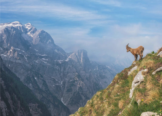 Alpensteinbock in den Bergen | Hintergrundbild