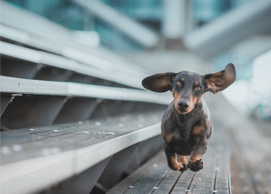 Ein kleiner Hund läuft durch die Welt.... | Poster
