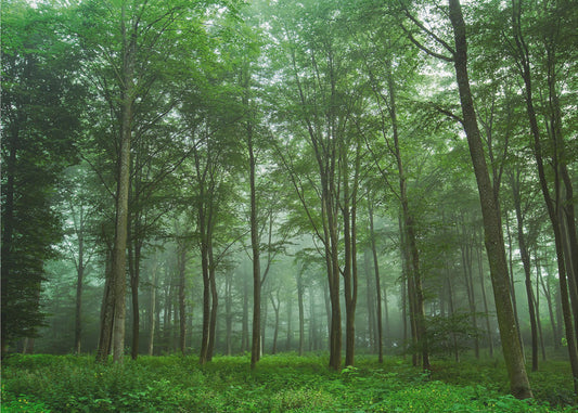 Waldblick | Tapete