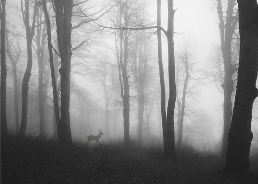 forest | Canvas