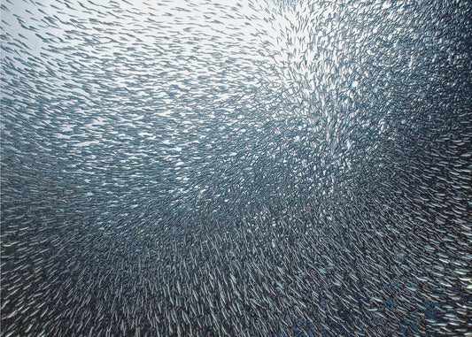 Sardines Firework | Canvas
