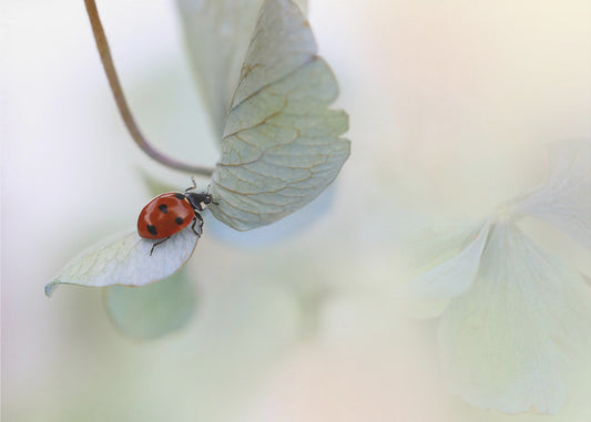 Ladybird on blue-green hydrangea | Wallpaper