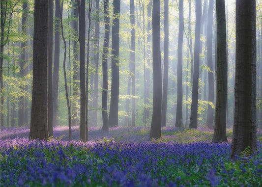 Bluebells | Canvas