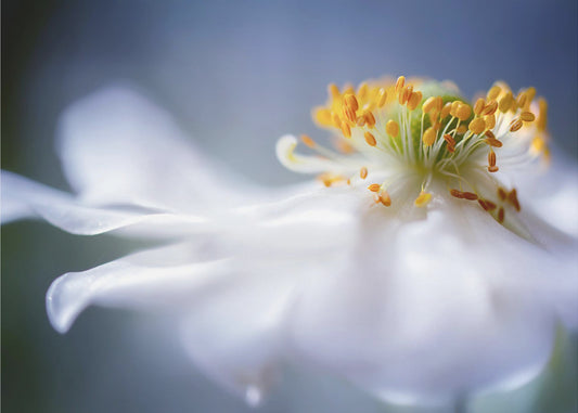 Anemone 1 | Canvas