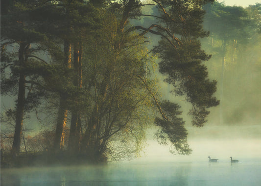 Dutch fen | Canvas