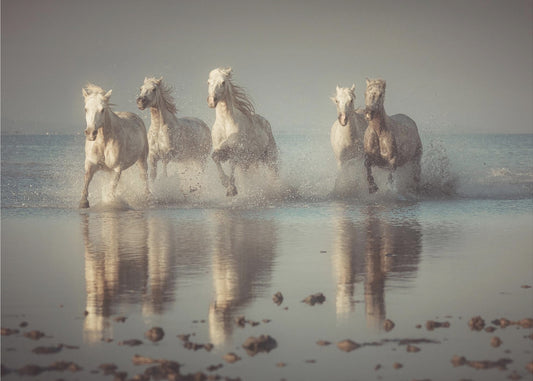 Camargue-Pferde | Leinwand
