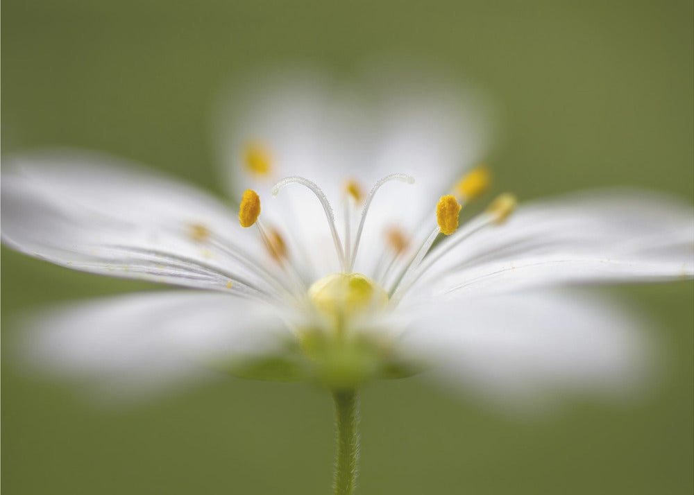 Softly Stitchwort | Canvas