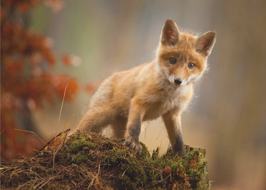 Fox | Canvas