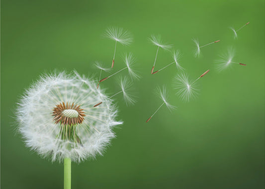 Dandelion Blowing | Canvas