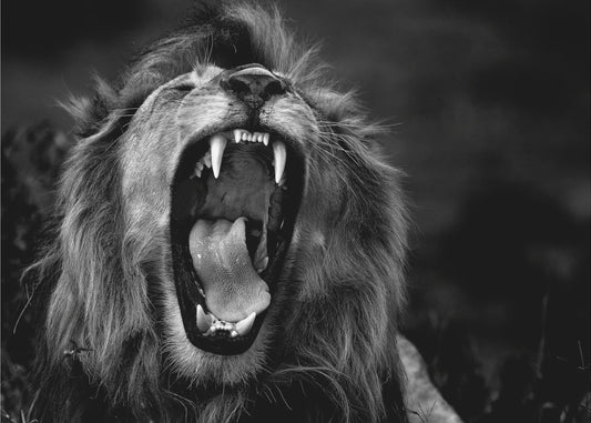 Roar | Wallpaper