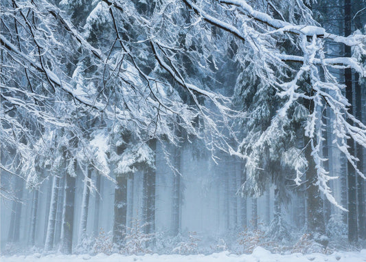 Snowworld | Canvas