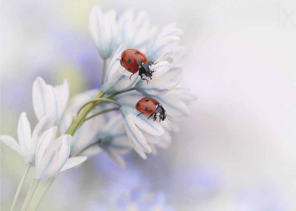 Ladybirds | Canvas