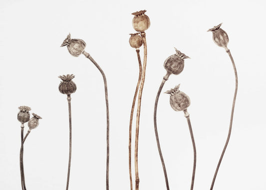 Poppies | Canvas
