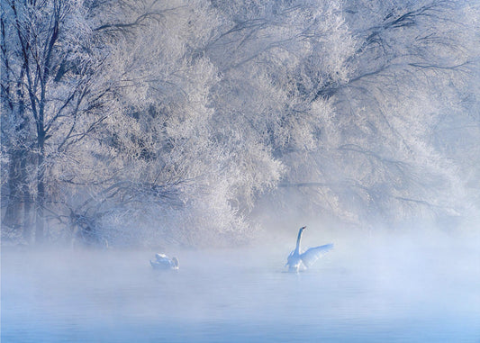 Swan Lake | Poster