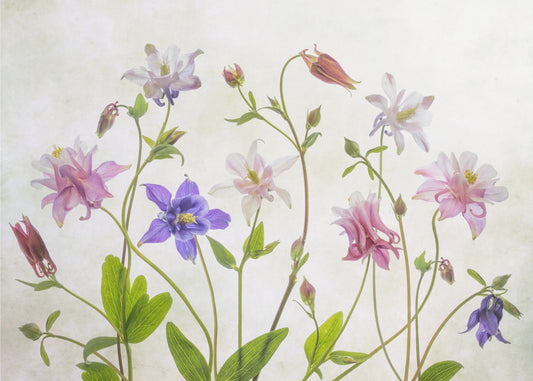 Columbine | Canvas