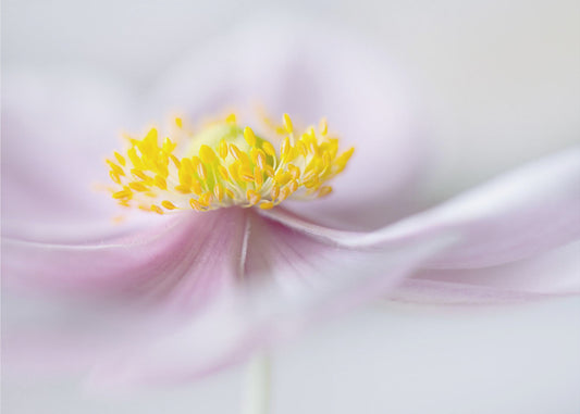 Anemone | Canvas
