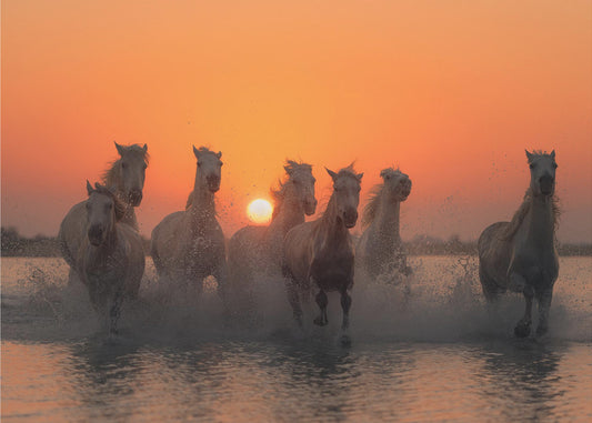 Sonnenuntergang in der Camargue | Hintergrundbild