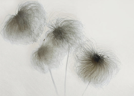 Clematis | Canvas