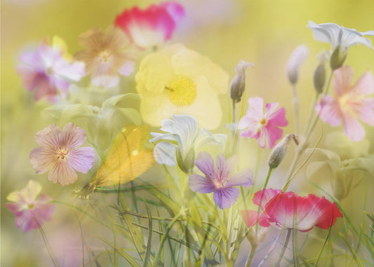 Kleiner Garten auf einer Sommerwiese | Tapete