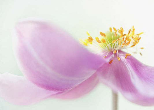 Anemone | Canvas