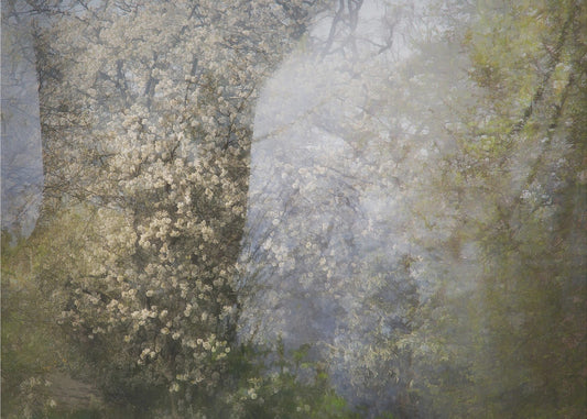 Blüte | Leinwand