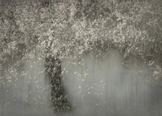 Weiße Blüte | Leinwand