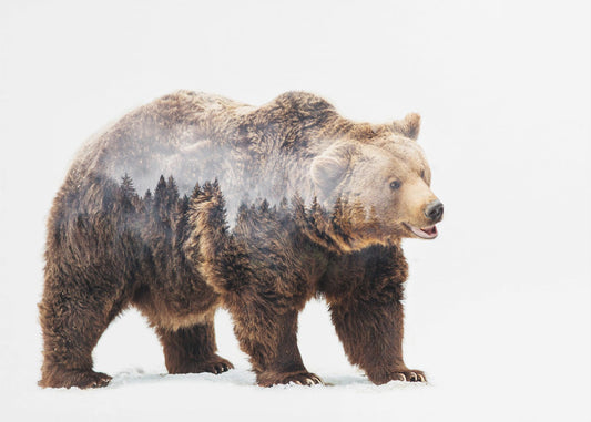 Bear | Canvas
