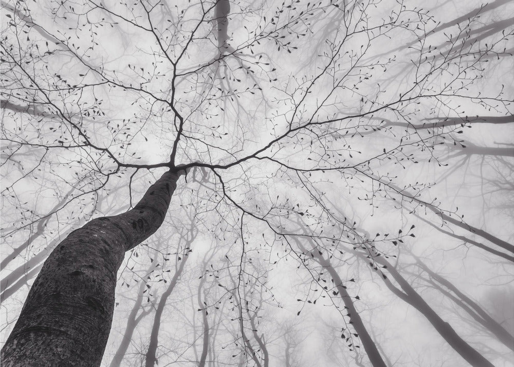 A view of the tree crown | Canvas