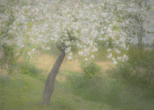 Im Garten | Leinwand