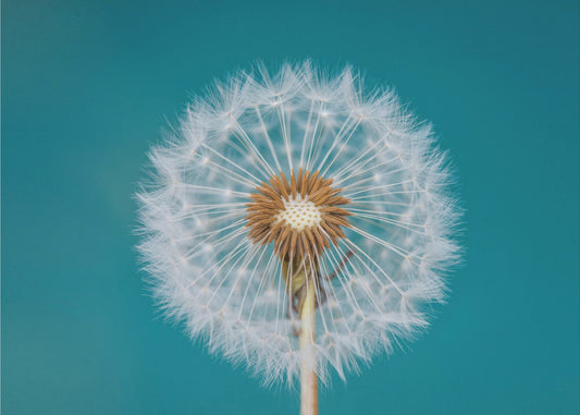 Dandelion | Canvas