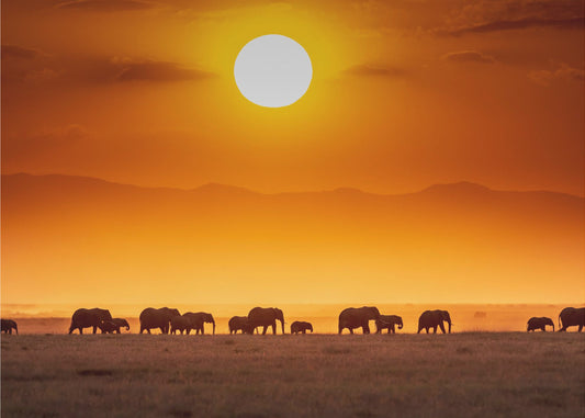 Sonnenaufgangsparade | Hintergrundbild
