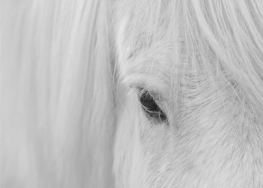 Whisper of Iceland | Canvas