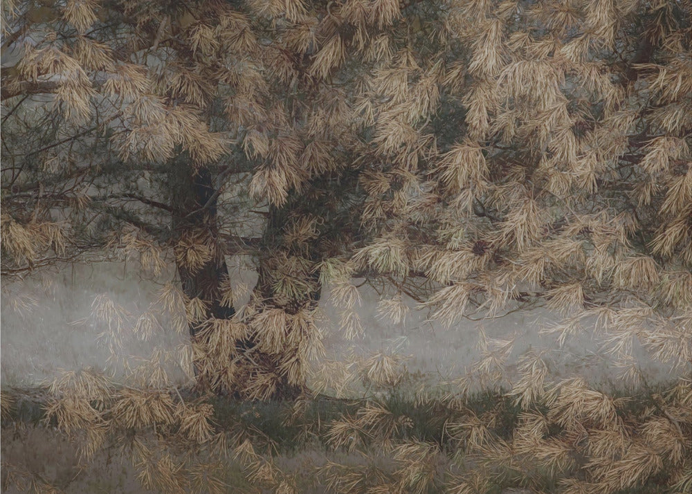 Kiefernbaum | Leinwand