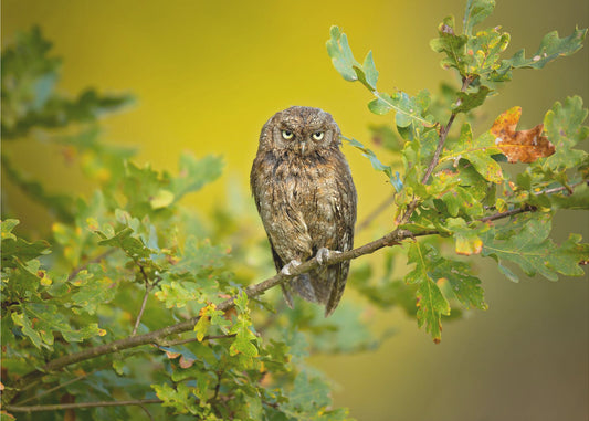 Eurasian Scops Owl | Wallpaper