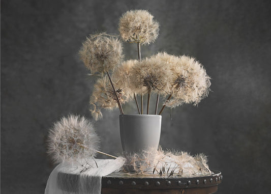 Dandelion Seed Pod | Canvas
