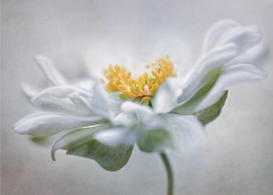 Anemone | Canvas