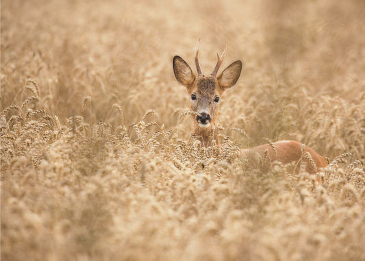 Hirsch auf dem Feld | Tapete