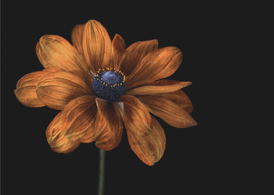 Rudbeckia | Canvas
