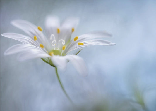 Greater Stitchwort | Canvas