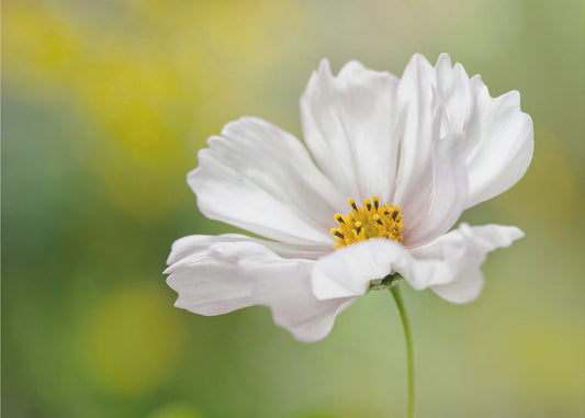 Cosmos | Canvas