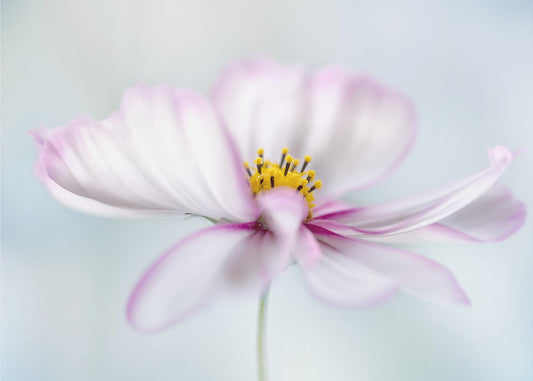 Cosmos | Canvas