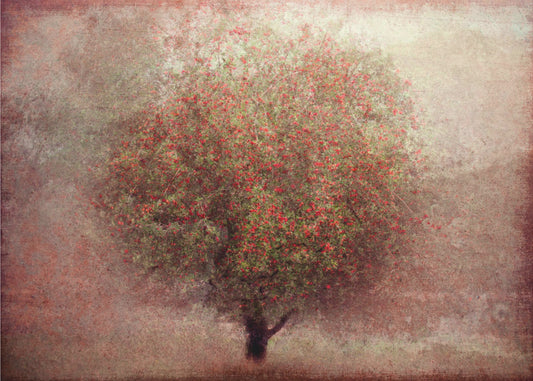 Apple tree | Canvas