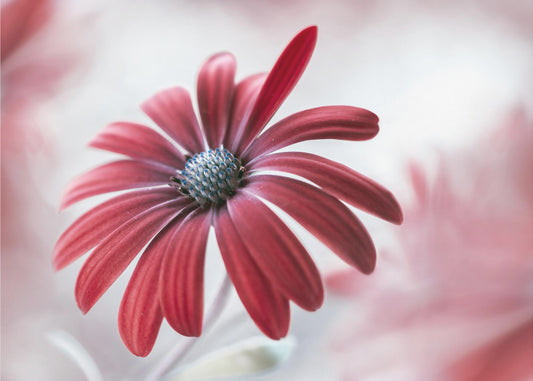 Daisy | Canvas